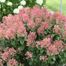 Little Quick Fire® Hydrangea