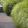 Little Zebra Miscanthus Maiden Grass