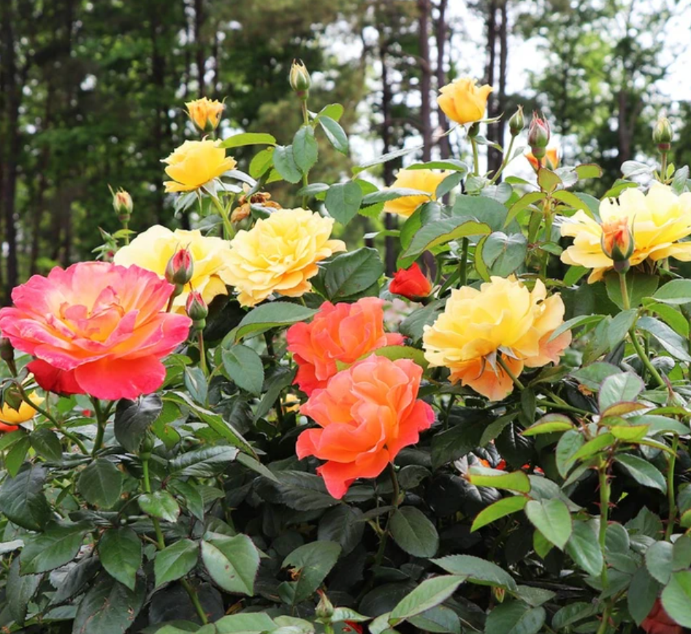 Livin' Easy™ and Easy-Going™ Two-fer® Rose Tree