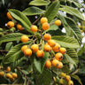 Loquat 'Japanese Plum' Tree