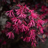 Cerise Charm™ Loropetalum