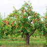 McIntosh Apple Tree