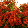 Mexican Flame Vine