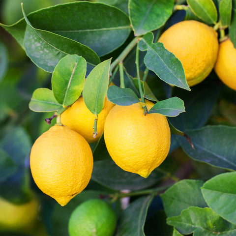 lemon tree