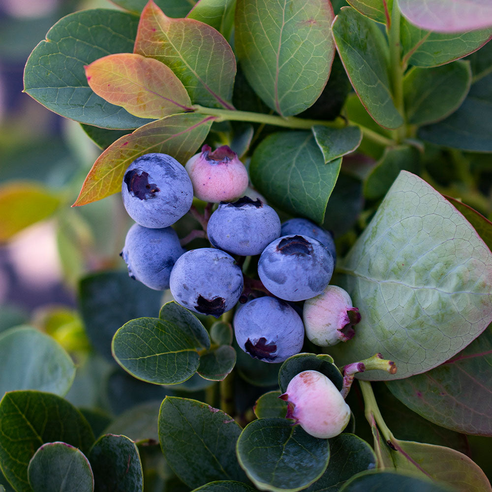 Bushel and Berry® Pink Icing® Blueberry Plants - Stark Bro's