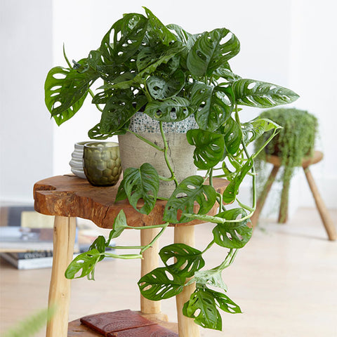 Monstera adansonii plant in a pot on a wooden stool.