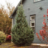 Montrose Spire White Spruce