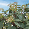 Moonlit Lace® Viburnum