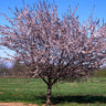 Mount St. Helens® Plum Tree