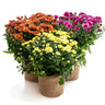 Fall Mums (Chrysanthemum)