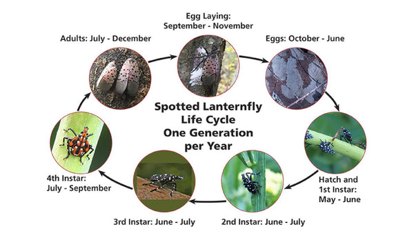 Lanternfly Life Cycle stages with images and active months displayed