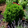 NewGen Freedom® Boxwood