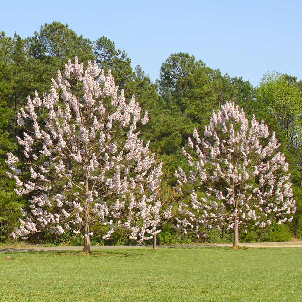 NordMax21¬Æ Paulownia Royal Empress Tree