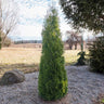 North Pole® Arborvitae