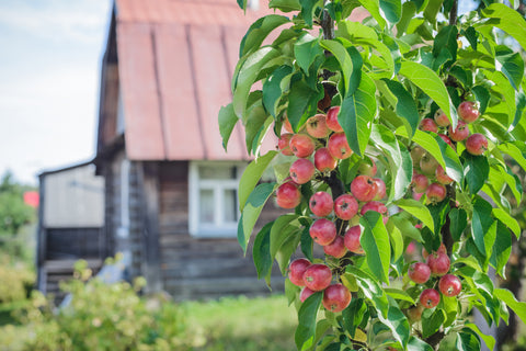 North Pole Columnar Apple Tree with ripe apples in front of a cozy home