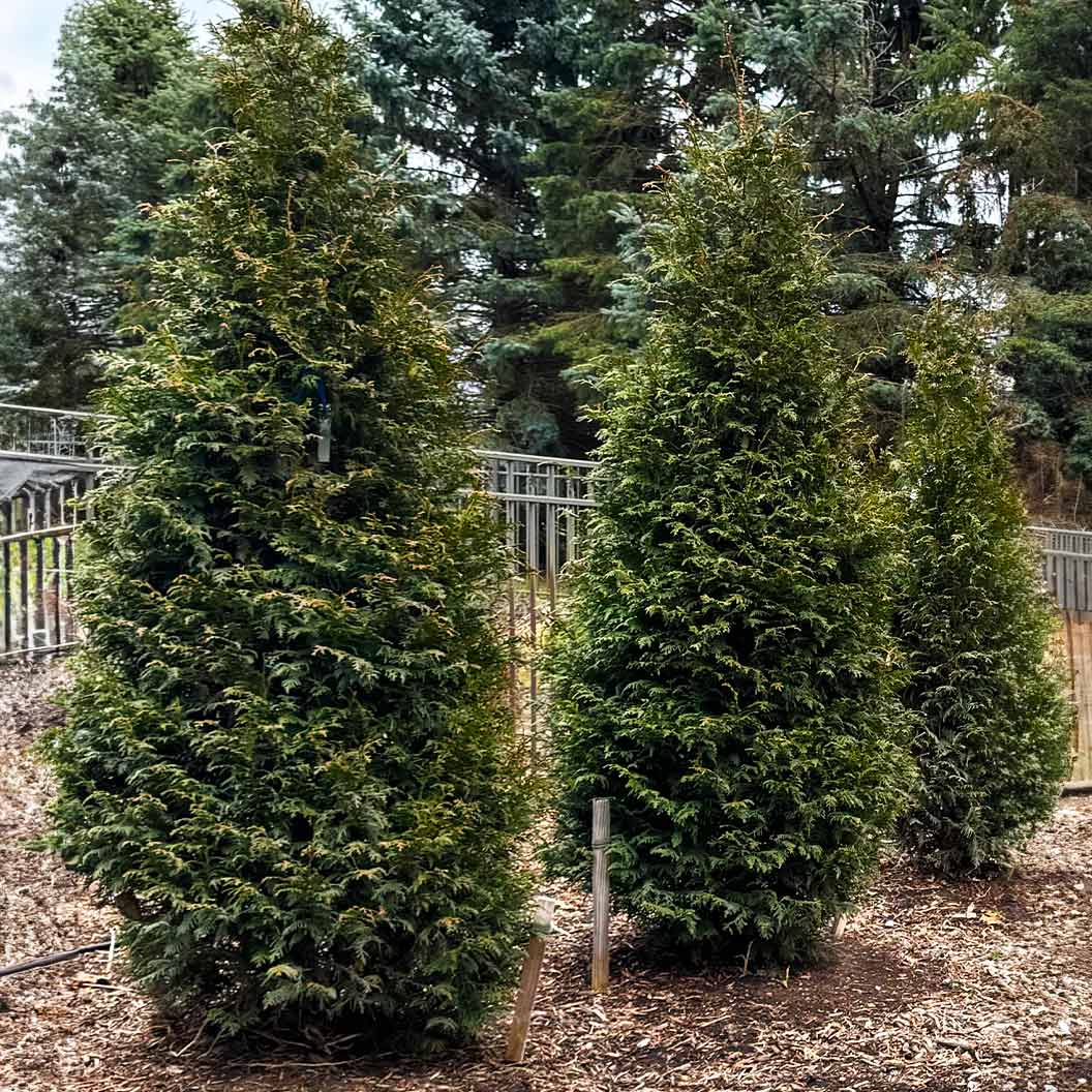 Northern Spire Western Red Cedar