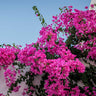 Oh My My Bougainvillea