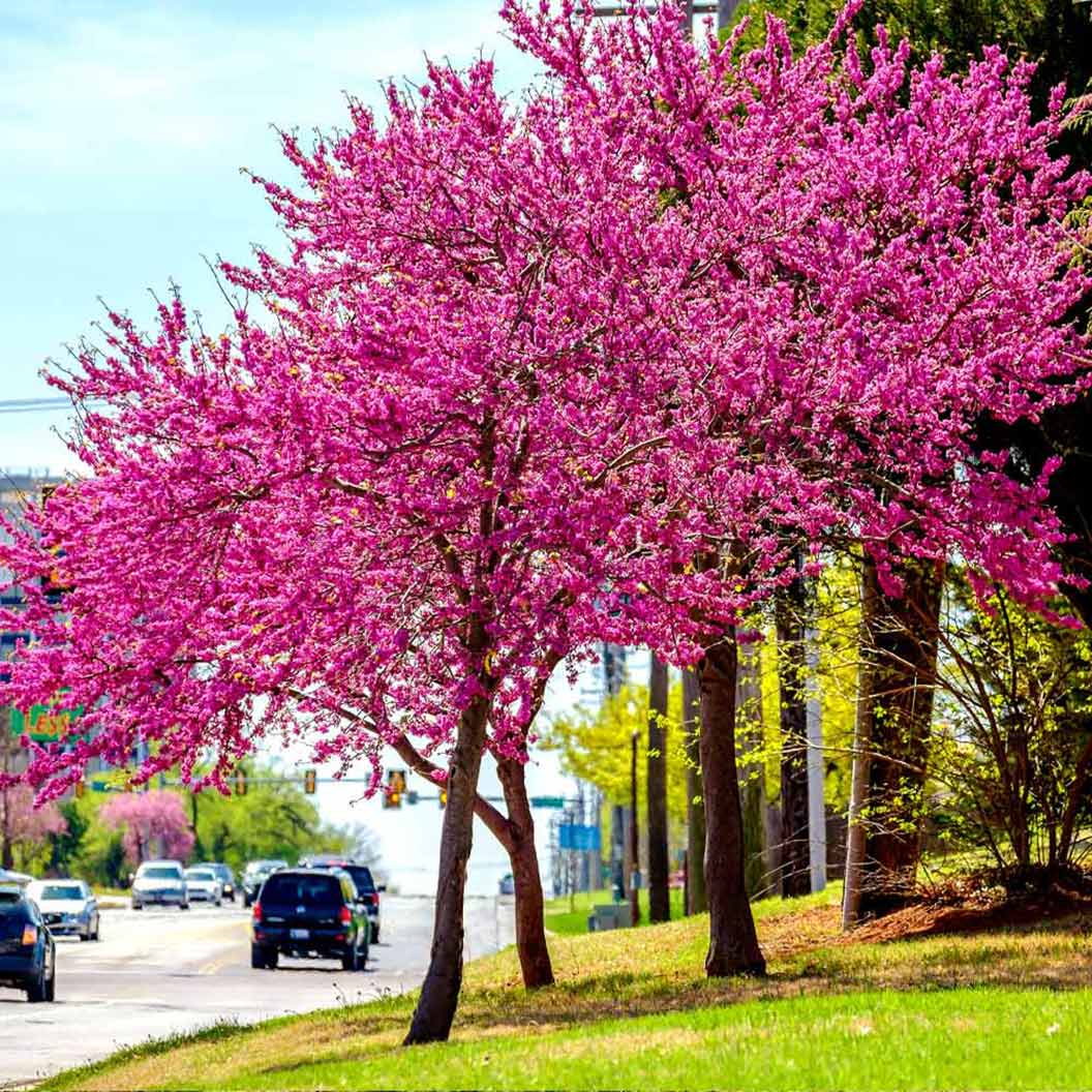 Oklahoma Redbud