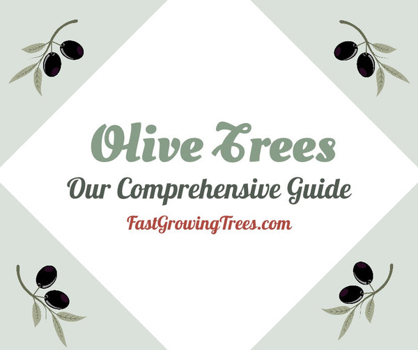 Caring for Olive Trees