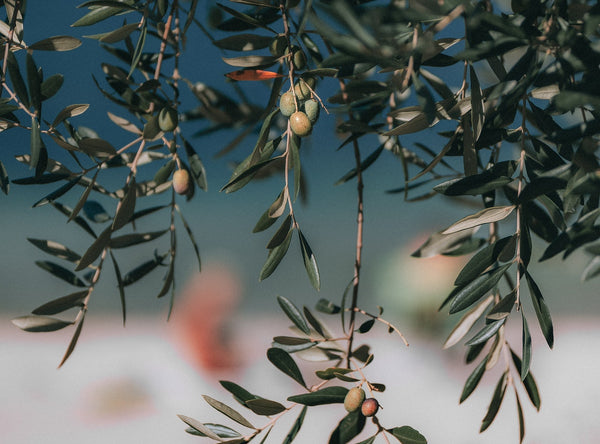 Caring for Olive Trees