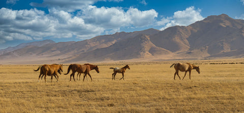 Horses grazing in a vast field