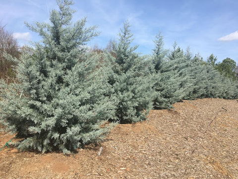 Our Drought-Tolerant Evergreen is designed to thrive in dry climates like California