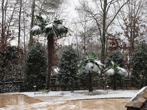 Snow-covered windmill palm trees in a serene, wintery garden