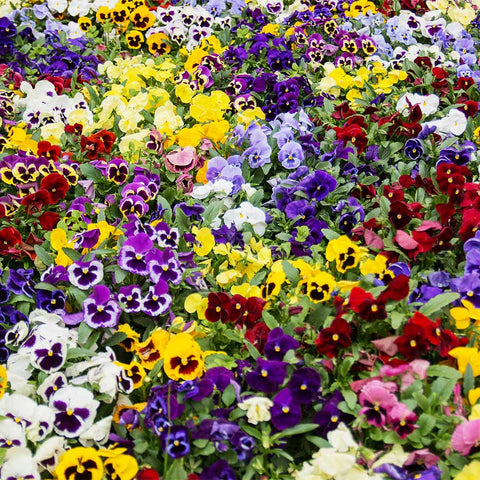 Field of vibrant, multi-colored Pansies in full bloom
