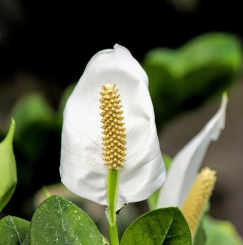 Air-Purifying Peace Lily