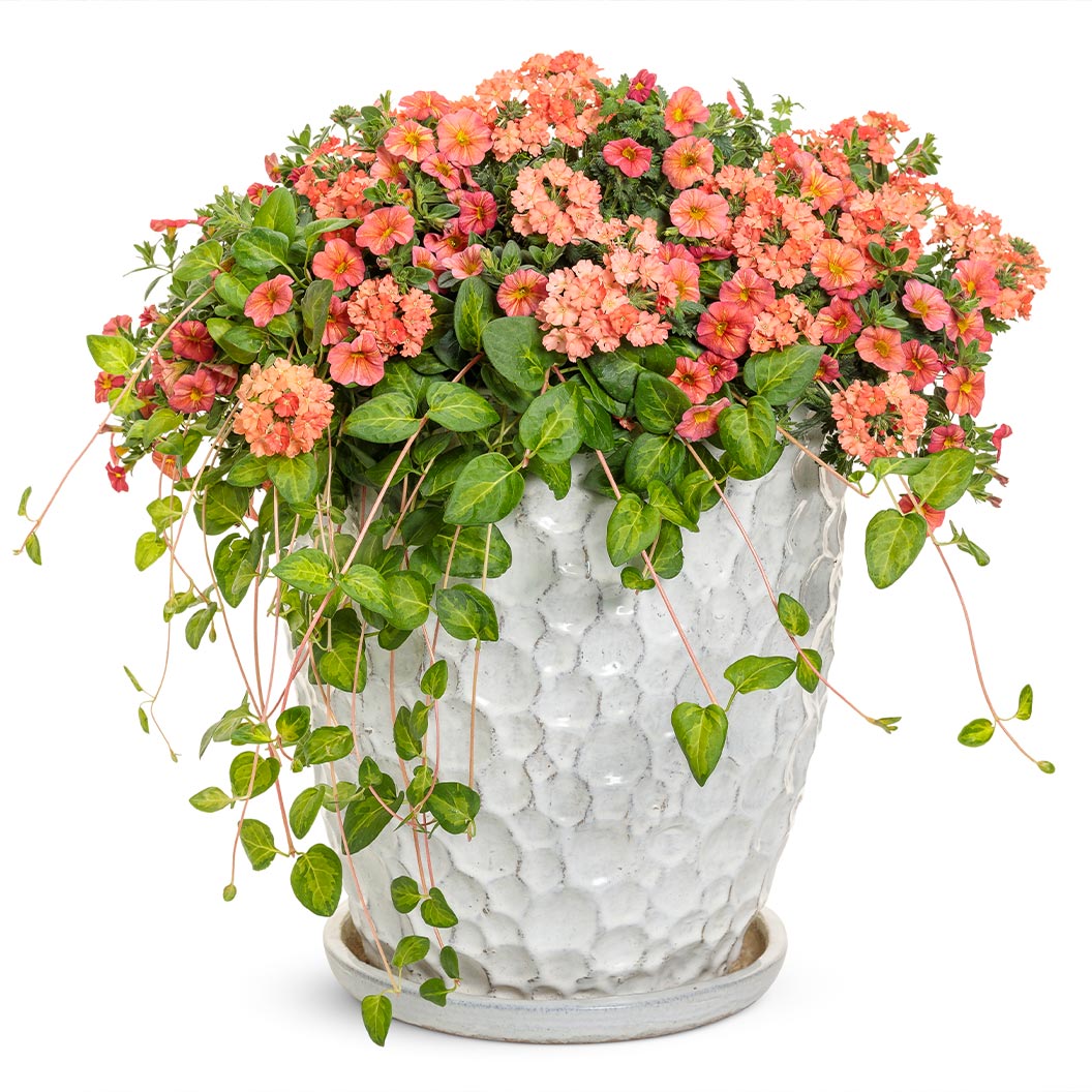 Proven Winners Superbena Royale® Peachy Keen Verbena