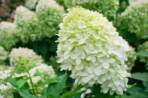 Types of Hydrangeas: Which Hydrangea Should You Plant ...