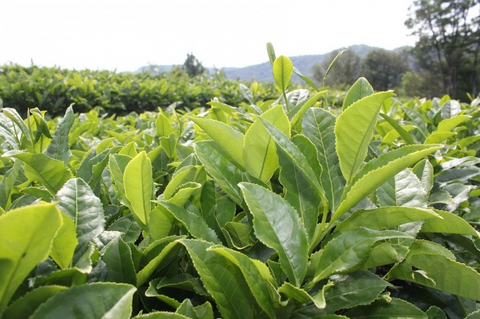 All About Cold Hardy Tea Plants