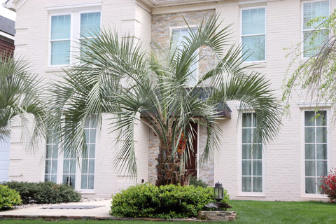 Pindo Palm tree in front of a white two-story house