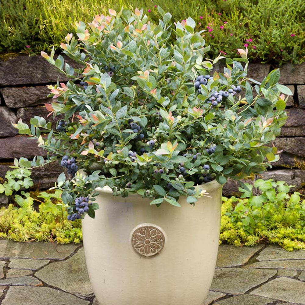 Bushel and Berry® Pink Icing® Blueberry Plants - Stark Bro's