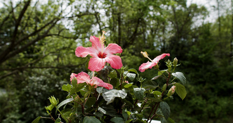 Bright-flowering Hibiscus Trees adding a pop of color amidst greenery