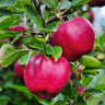 Pink Lady® Apple Tree