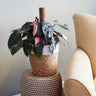 Pink Princess Philodendron