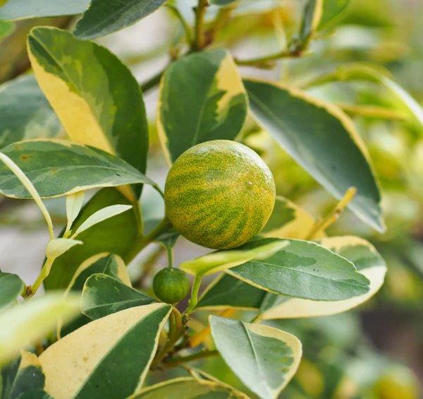 Pink Variegated Eureka Lemon Tree