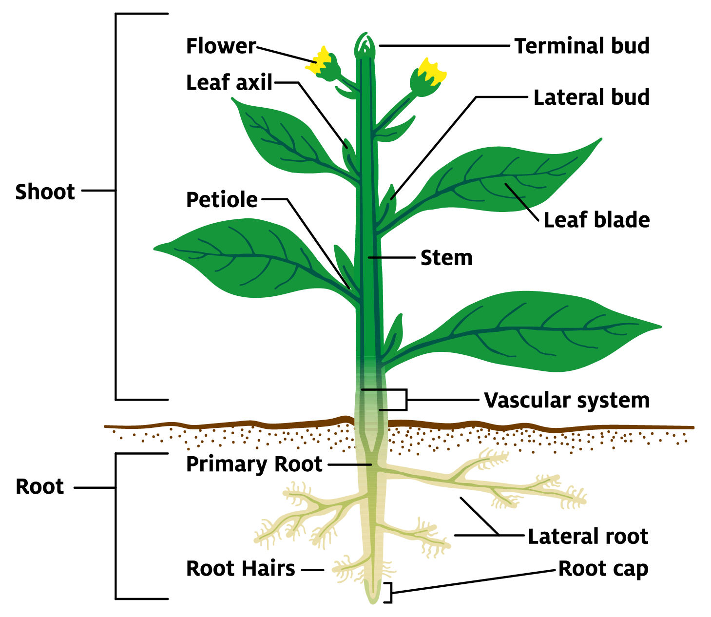 Diagram Of Plant Parts And Functions