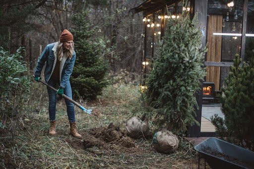 Planting your live Christmas trees outdoors