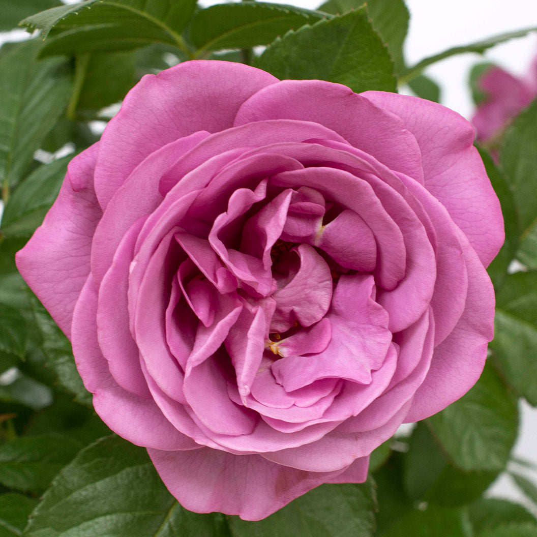 Sunbelt® Plum Perfect™ Rose Tree