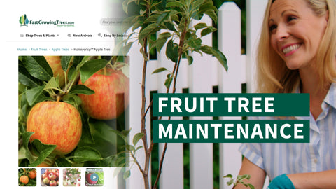 YouTube Video Banner about Fruit tree maintenance