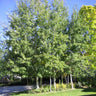 Prairie Gold® Aspen