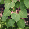 Prairie Gold® Aspen