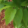 Prairie Sentinel® Hackberry Tree