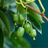 Prolific Kiwi Vine - USDA Organic