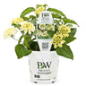 Proven Winners Luscious® Royale Piña Colada Lantana