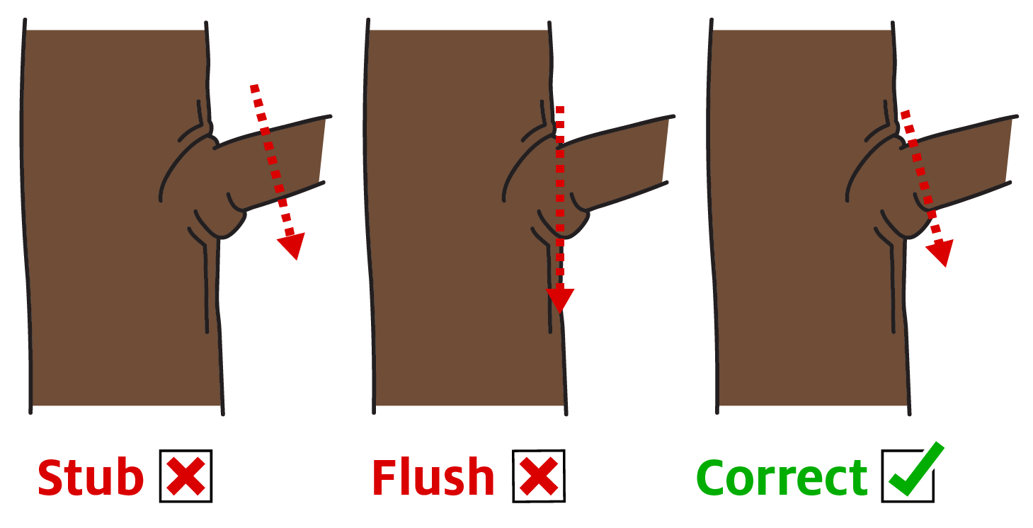 Correct pruning technique