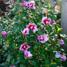 Purple Pillar® Rose of Sharon Althea