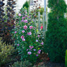 Purple Pillar® Rose of Sharon Althea